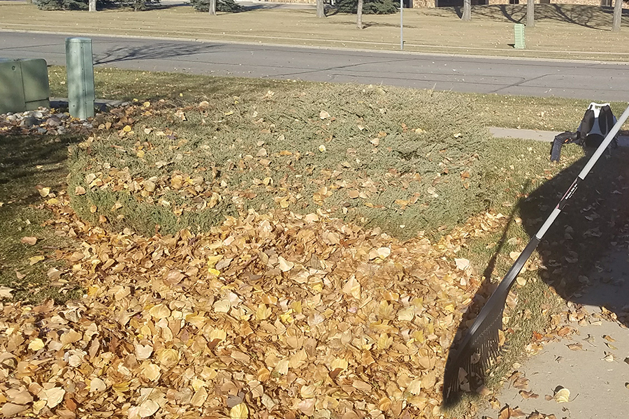 service-fall-cleanup-2-thumbnail